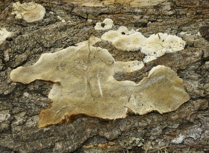 Altro aphyllophorales romano